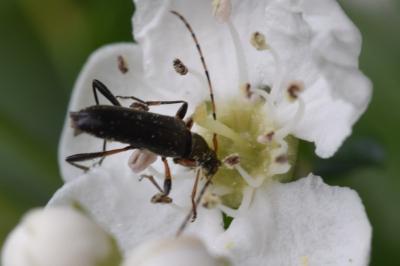 <i>Grammoptera ruficornis</i>