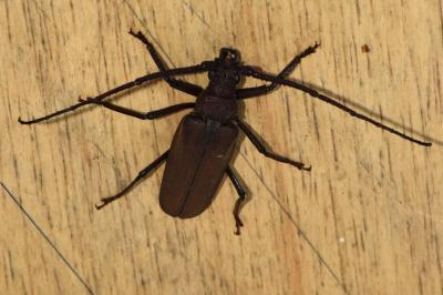<i>Aegosoma scabricorne</i>