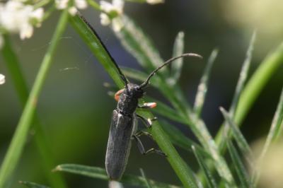 <i>Phytoecia cylindrica</i>