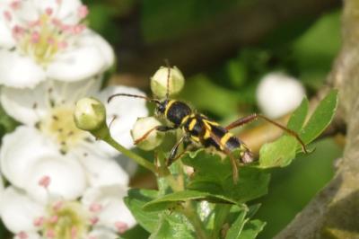 <i>Clytus arietis</i>