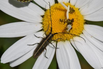 <i>Agapanthia cardui</i>