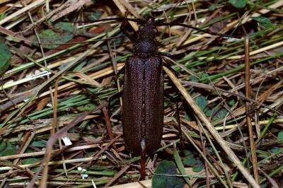 <i>Aegosoma scabricorne</i>