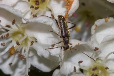 <i>Grammoptera ruficornis</i>