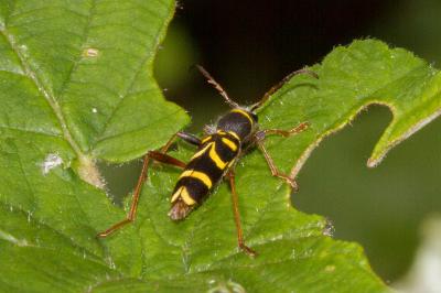 <i>Clytus arietis</i>