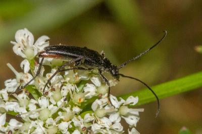 <i>Rutpela nigra</i>