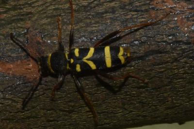<i>Clytus arietis</i>