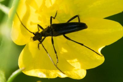 <i>Rutpela nigra</i>