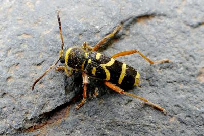 <i>Clytus arietis</i>