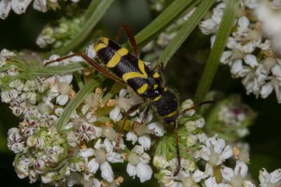 <i>Clytus arietis</i>