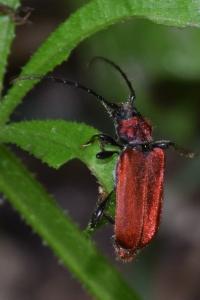<i>Pyrrhidium sanguineum</i>