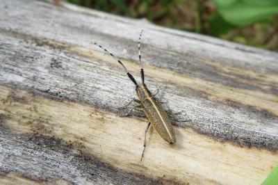 <i>Agapanthia cardui</i>
