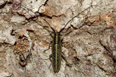 <i>Agapanthia cardui</i>