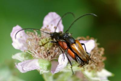 <i>Stenurella melanura</i>