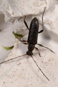 <i>Grammoptera ruficornis</i>