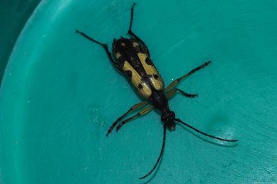<i>Rutpela maculata</i>