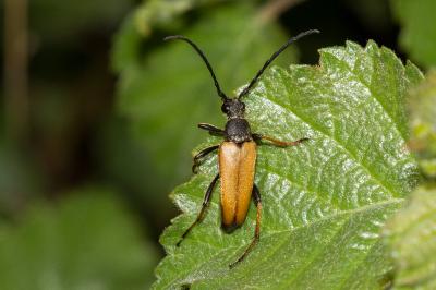 <i>Stictoleptura rubra</i>