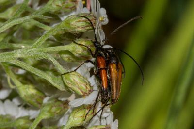 <i>Stenurella melanura</i>