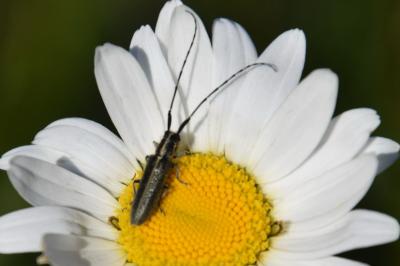 <i>Agapanthia cardui</i>