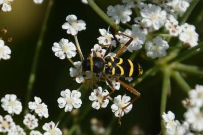 <i>Clytus arietis</i>