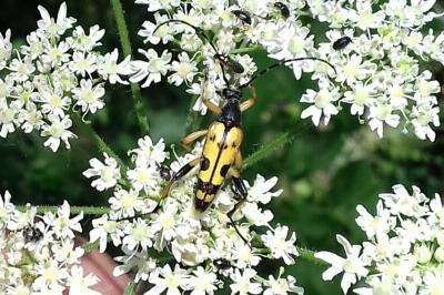 <i>Rutpela maculata</i>