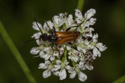 <i>Pseudovadonia livida</i>