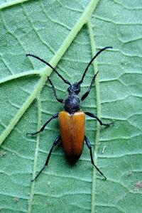 <i>Stictoleptura fulva</i>