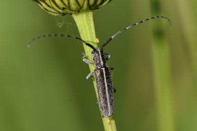 <i>Agapanthia cardui</i>