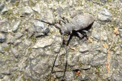 <i>Morimus asper</i>