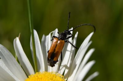 <i>Stictoleptura fulva</i>