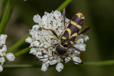 <i>Clytus arietis</i>