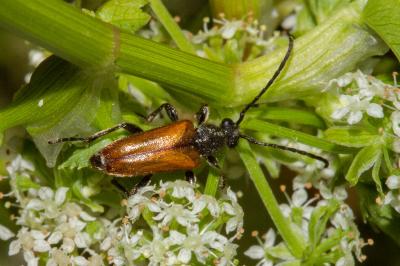 <i>Pseudovadonia livida</i>