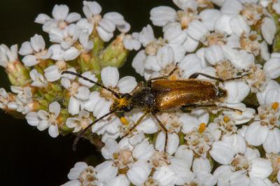 <i>Pseudovadonia livida</i>