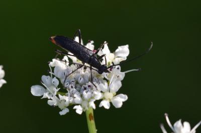 <i>Rutpela nigra</i>