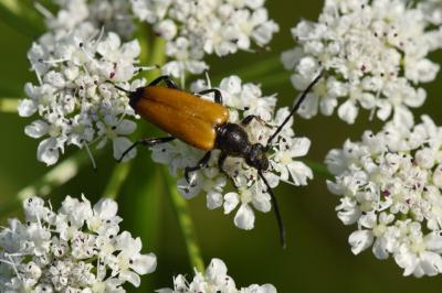<i>Stictoleptura fulva</i>