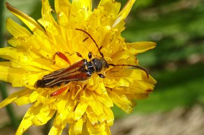 <i>Stenopterus rufus</i>