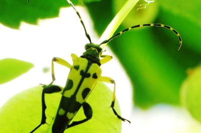 <i>Rutpela maculata</i>