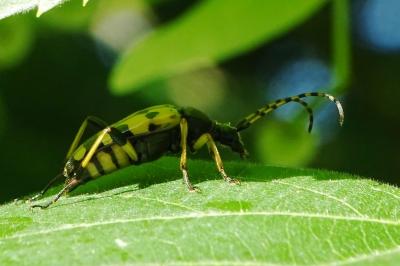 <i>Rutpela maculata</i>