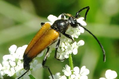 <i>Stictoleptura fulva</i>