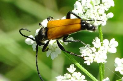 <i>Stictoleptura fulva</i>