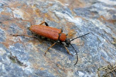 <i>Stictoleptura rubra</i>