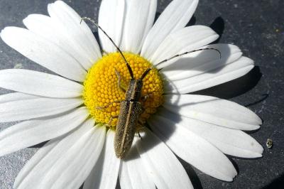 <i>Agapanthia cardui</i>