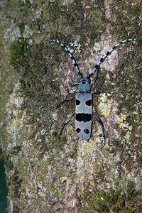 <i>Rosalia alpina</i>