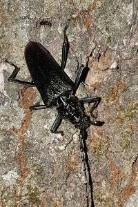 <i>Cerambyx cerdo</i>
