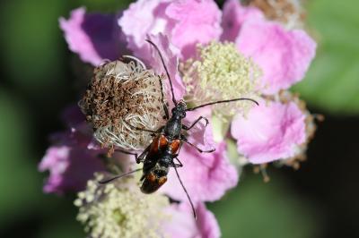 <i>Stenurella melanura</i>