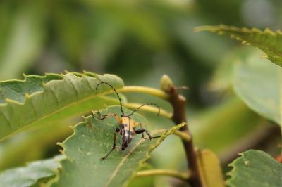 <i>Rutpela maculata</i>