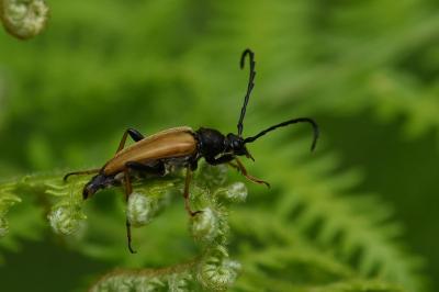 <i>Stictoleptura rubra</i>