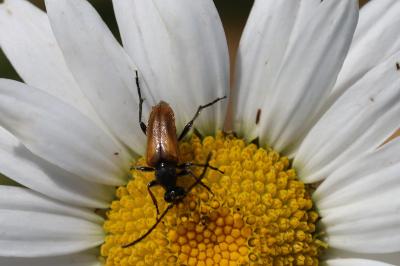 <i>Pseudovadonia livida</i>