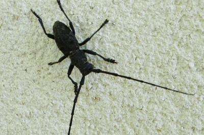 <i>Morimus asper</i>