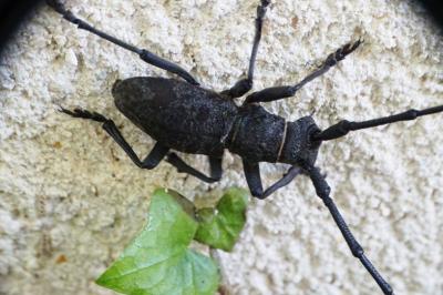 <i>Morimus asper</i>