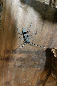 <i>Rosalia alpina</i>